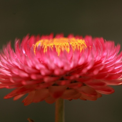 Mid-Village Studioが撮影した商品/物撮りの写真