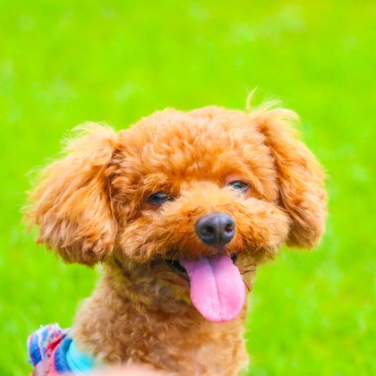 大森光太郎・K-PHOTOが出張撮影した犬の敏捷性, 犬の供給, 子鹿などが写った「ペット撮影」の家族写真