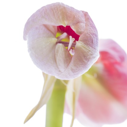 リトルダイナソーが撮影した商品/物撮りの写真