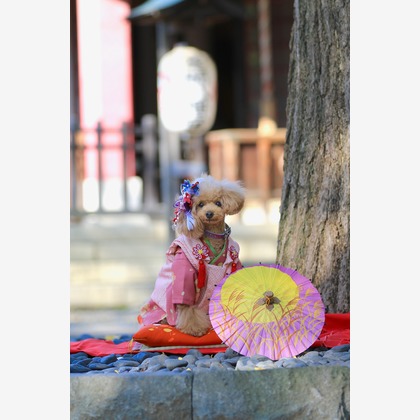 高橋 透（Coo&Sea STUDIO代表）が出張撮影したトイプードル, ペット, ワイルドフラワーが写ったエンゲージメントフォトの写真