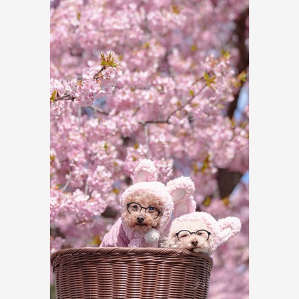 Y’s photo serviceが撮影した「:albumName」の写真