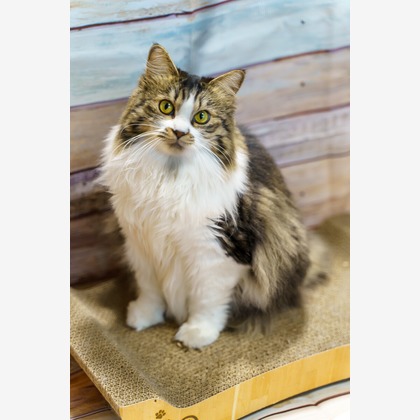 Naoki Okadaが撮影したウェディングや家族、ビジネスの写真