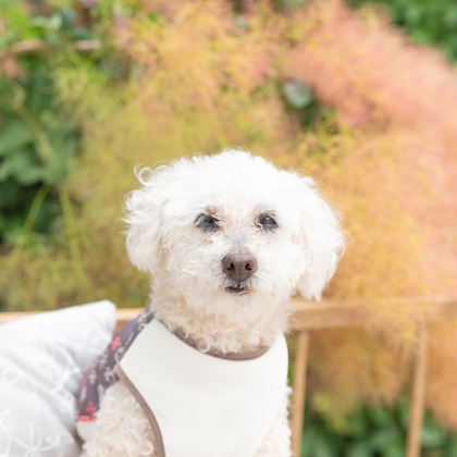 ミヤタカズコが撮影した「:albumName」の写真