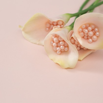 デグチマミが撮影した「:albumName」の写真