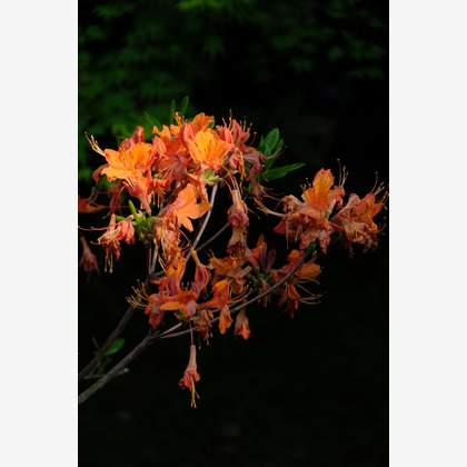 KotobukiPhotosが撮影した「:albumName」の写真