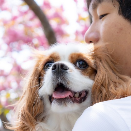 大森光太郎・K-PHOTOが出張撮影した犬の敏捷性, 犬の供給, 子鹿などが写った「ペット撮影」の家族写真