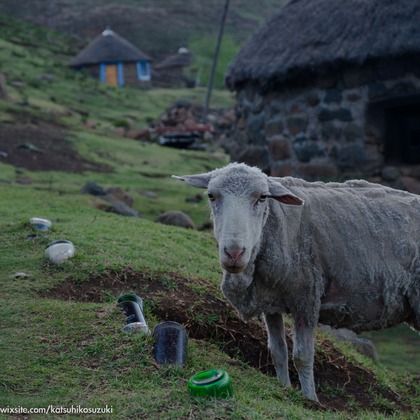 Katsuhiko Suzukiが撮影した「:albumName」の写真