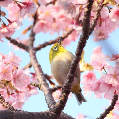 フリーカメラマンmioが撮影したウェディングや家族、ビジネスの写真