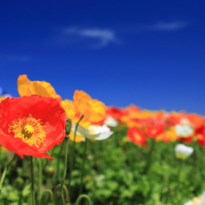 長谷川　光則が撮影した「:albumName」の写真