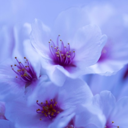 Orihusta photographyが撮影した料理撮影の写真