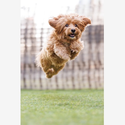 猫田晃広が撮影したその他の写真