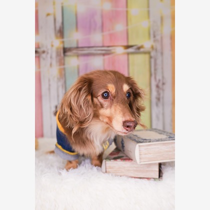 WithshopJapanが撮影した「ペット撮影」の写真