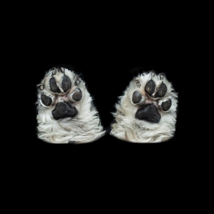 Ray Yamaguchiが撮影した「:albumName」の写真