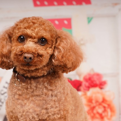 スタジオ　まるが撮影した「:albumName」の写真