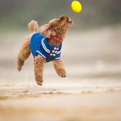 写楽堂が撮影したその他の写真