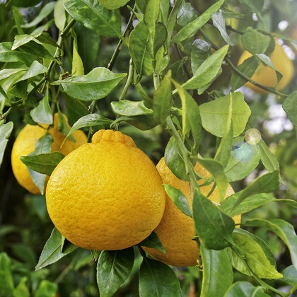 PhotoBaseありよしが撮影した商品/物撮りの写真