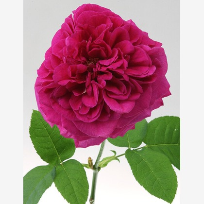 有限会社　澤田スタジオが撮影した「:albumName」の写真