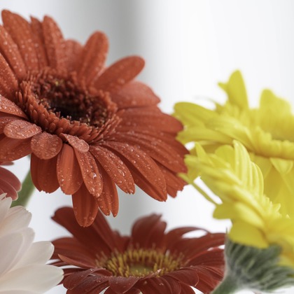 ミヤタカズコが撮影した「:albumName」の写真