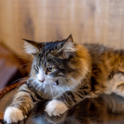 沖山俊樹が撮影した「:albumName」の写真