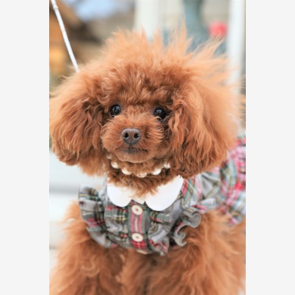 Photographer  Tomoが撮影したウェディングや家族、ビジネスの写真