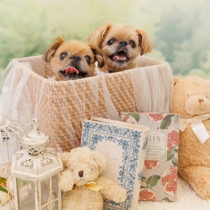 世登理恵が撮影したウェディングや家族、ビジネスの写真