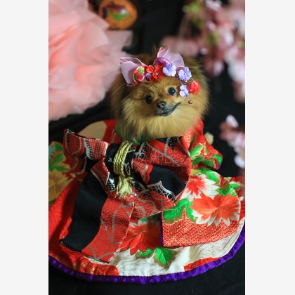 高橋 透（Coo&Sea STUDIO代表）が出張撮影した「お正月撮影会2020@新横浜Coo&Sea STUDIO」の家族写真