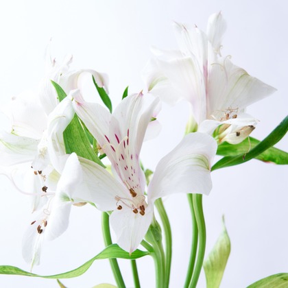 blankが撮影した料理撮影/商品/物撮りの写真