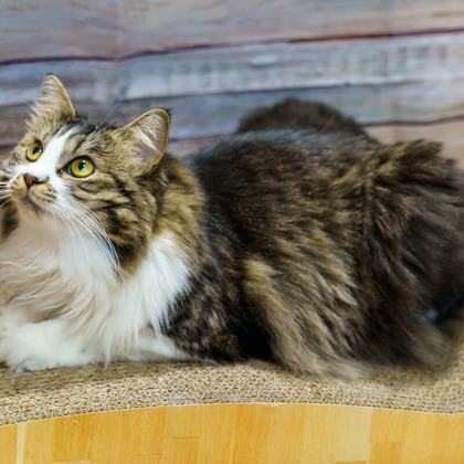 Naoki Okadaが撮影したウェディングや家族、ビジネスの写真