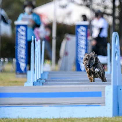 スタジオファンタスが撮影した「:albumName」の写真