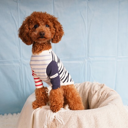 スタジオ　まるが撮影した「:albumName」の写真