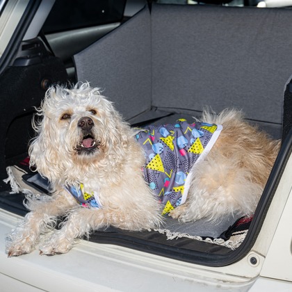 吉田佳央が撮影した「DOG SHOOTING」の写真