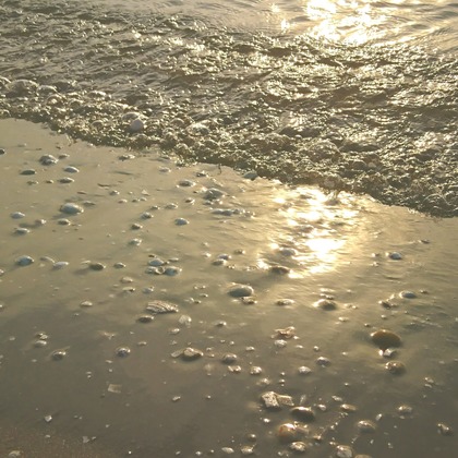 出張撮影のメモリーズが撮影した「nature-アラカルト」の写真