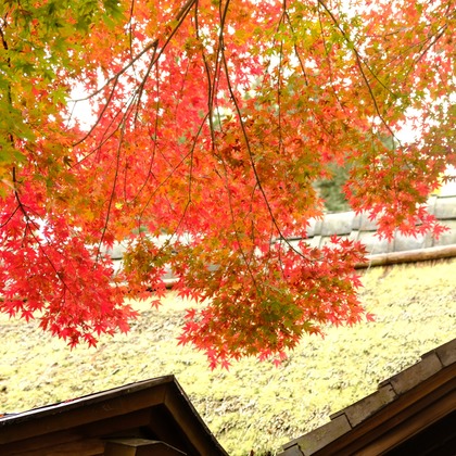 KotobukiPhotosが撮影した「:albumName」の写真