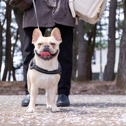 大森光太郎・K-PHOTOが出張撮影した犬の敏捷性, 犬の供給, 子鹿などが写った「ペット撮影」の家族写真