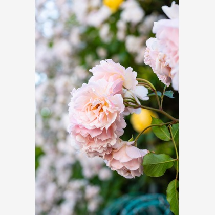 オフィス 芦野が撮影したウェディングや家族、ビジネスの写真