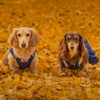 梅田　紫邑が撮影したその他の写真