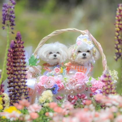 高橋 透（Coo&Sea STUDIO代表）が出張撮影したジギタリス, ルパン, マルタ語などが写った「大花壇de撮影会／春＠横浜」の家族写真