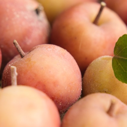 Aurora Photographyが撮影した「:albumName」の写真