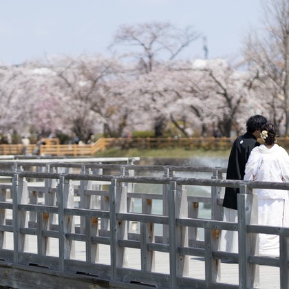 Photo of Kyoto　Prewedding photo with cherryblossom taken by saruco(Hisashi Iwasaki)