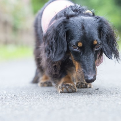 株式会社スマイルプロアートが撮影したその他の写真