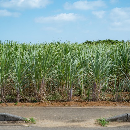 Photo of Miyakojima before business trip taken by takumatravel