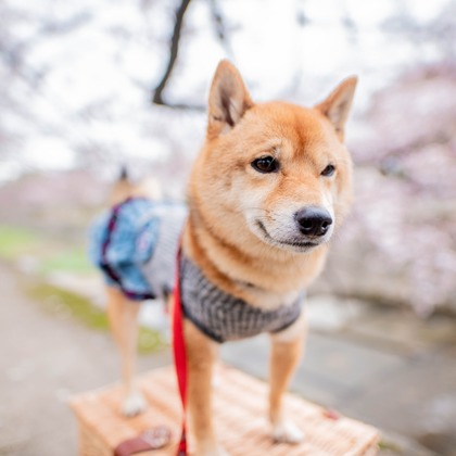 来田 篤典が撮影したウェディングや家族、ビジネスの写真