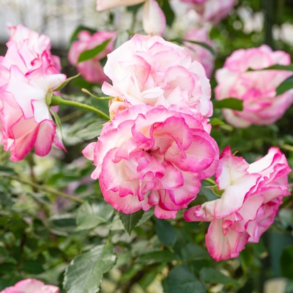 オフィス 芦野が撮影した「:albumName」の写真