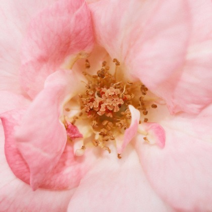 岡村公平が撮影した商品/物撮りの写真