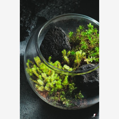 小島　勇次が撮影した「:albumName」の写真