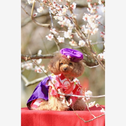 高橋 透（Coo&Sea STUDIO代表）が撮影した「:albumName」の写真