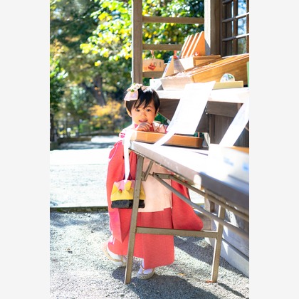 Petite Photographyが出張撮影したジュリア子はバラ, Kamakura-Gū Shrine, カーマインなどが写った「七五三出張撮影」の家族写真