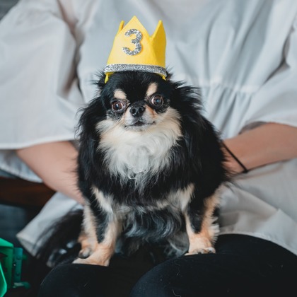 Tajimaが撮影した「ペット」の写真