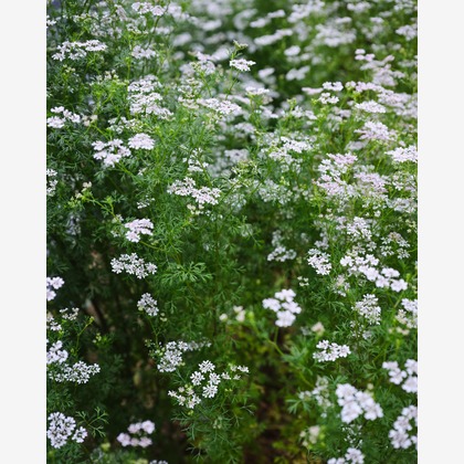 内山慎也が撮影した商品/物撮りの写真