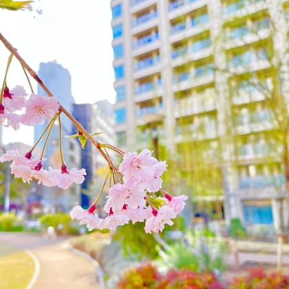 Takeuchi Shunsukeが撮影したその他の写真